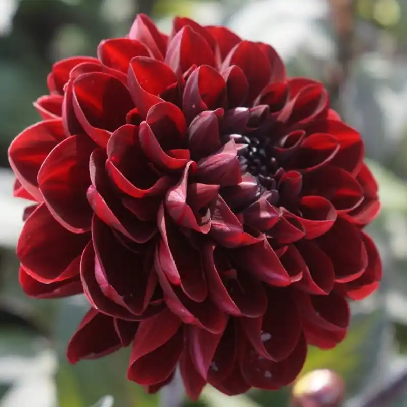 Scherp geprijsd | Dahlia ‘Manoa‘