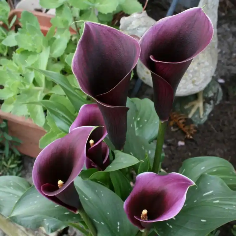 Zantedeschia ‘Caruso‘ | Actieprijs