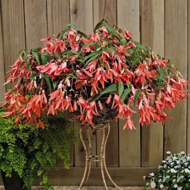 Begonia Bertinii boliviensis ‘San Francisco‘ | Nu beschikbaar