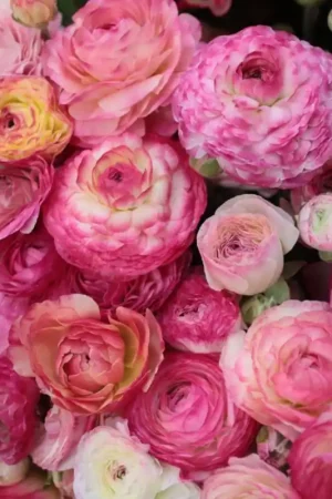 Zolang de voorraad strekt - Ranunculus asiaticus ‘Aviv Picotee‘ -rose-