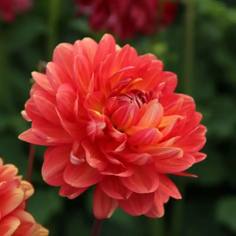 Koop vandaag - Dahlia ‘Graceland‘