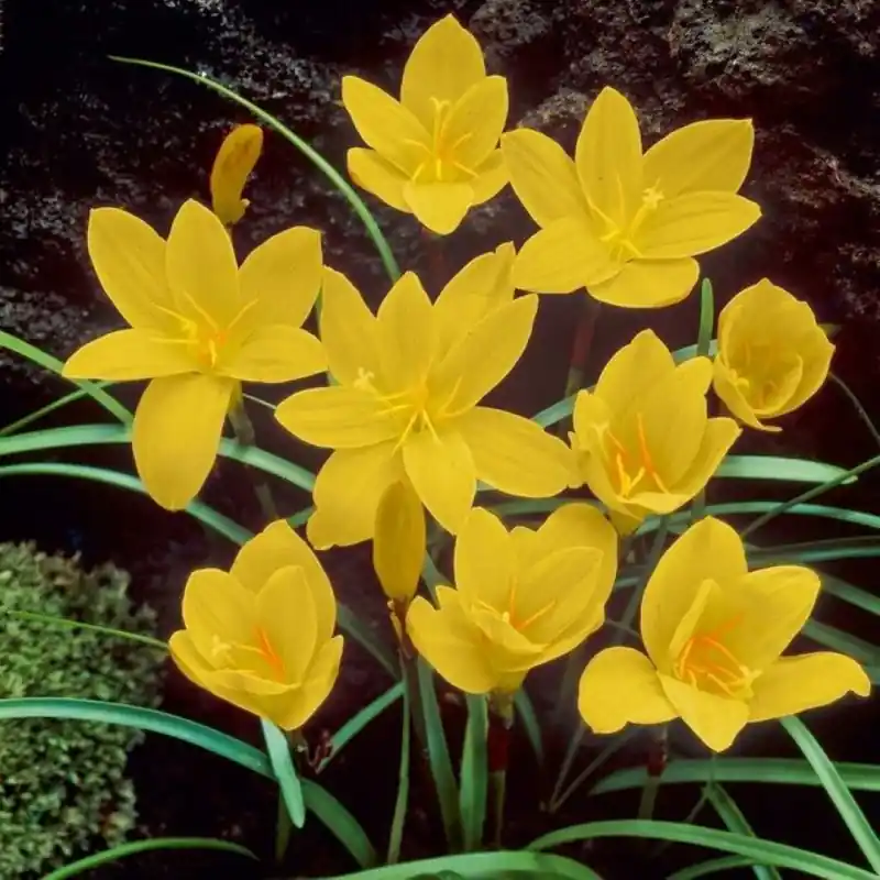 Uitverkoop | Zephyranthes citrina