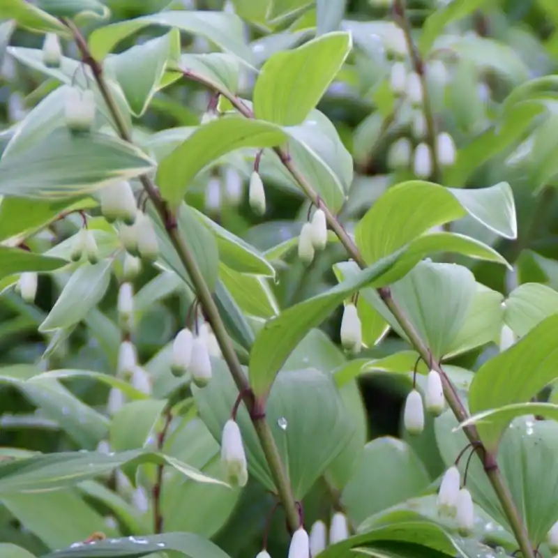Polygonatum multiflorum | Direct bestellen