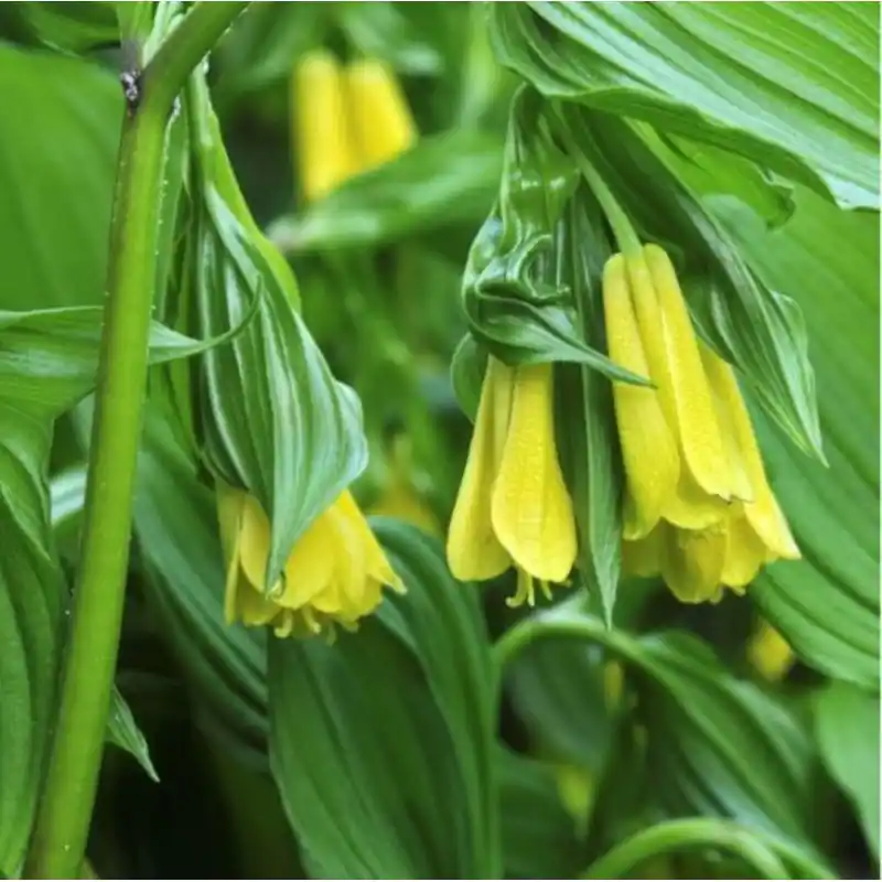 Gratis retourneren | Disporum flavens