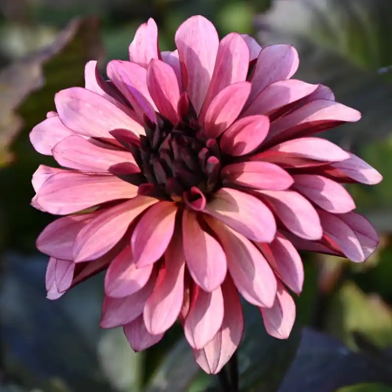 Dahlia ‘Night Silence‘ | Net binnen