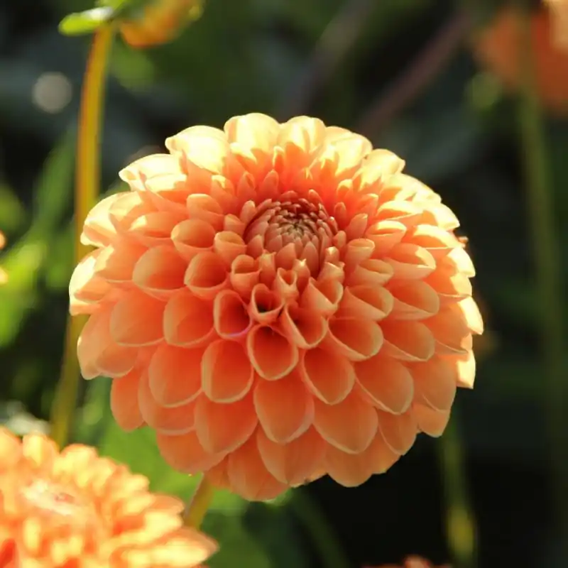 Nu kopen | Dahlia ‘Sylvia‘