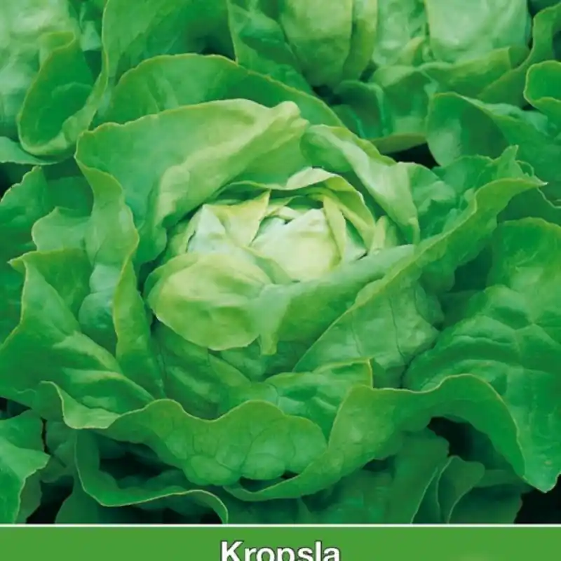 Kropsla Appia -zaden- - Direct kopen