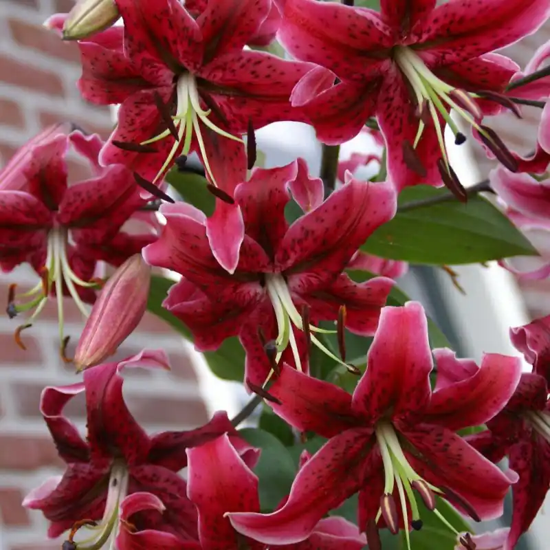 Lage prijs - Lilium ‘Miss Feya‘