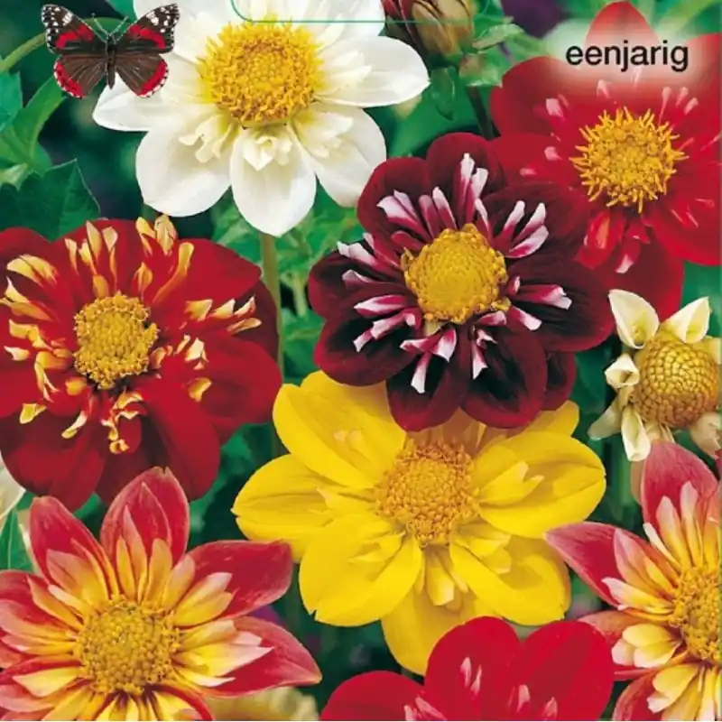 Dahlia variabilis ‘Dandy‘ -zaden- - Veilig winkelen