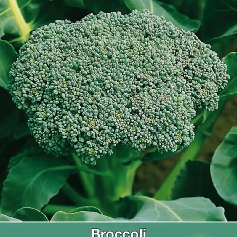 Broccoli Groene Calabrese -zaden- | Hoog gewaardeerd