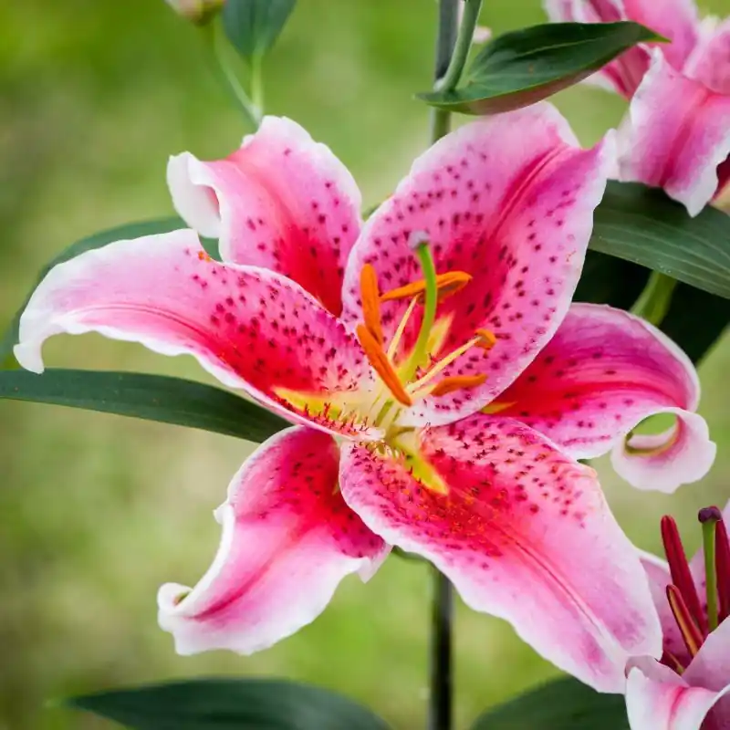 Direct beschikbaar | Lilium ‘Stargazer‘