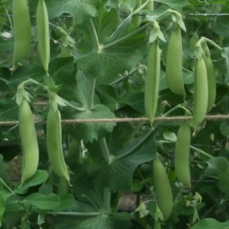 Nu beschikbaar - Sugar snap ‘Nairobi‘, Pisum sativum -zaden-