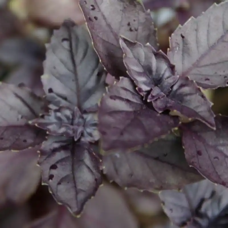 Nieuw | Basilicum ‘Dark Opal‘ -zaden-