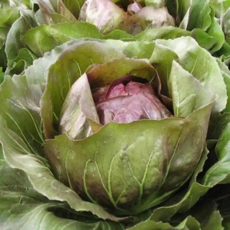 Veilig betalen - Radicchio Rosso ‘Leonardo F1‘ -zaden-