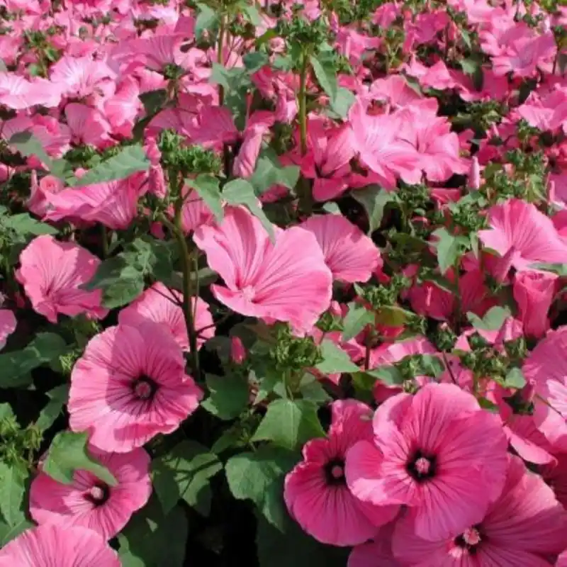 Lavatera trimestris Lavatera, grootbloemig -zaden- - Topdeal