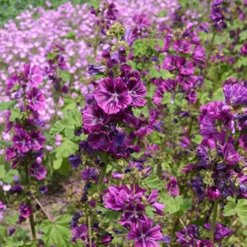 Malva sylvestris Groot kaasjeskruid ‘Mauritanica‘ -zaden- - Online kopen