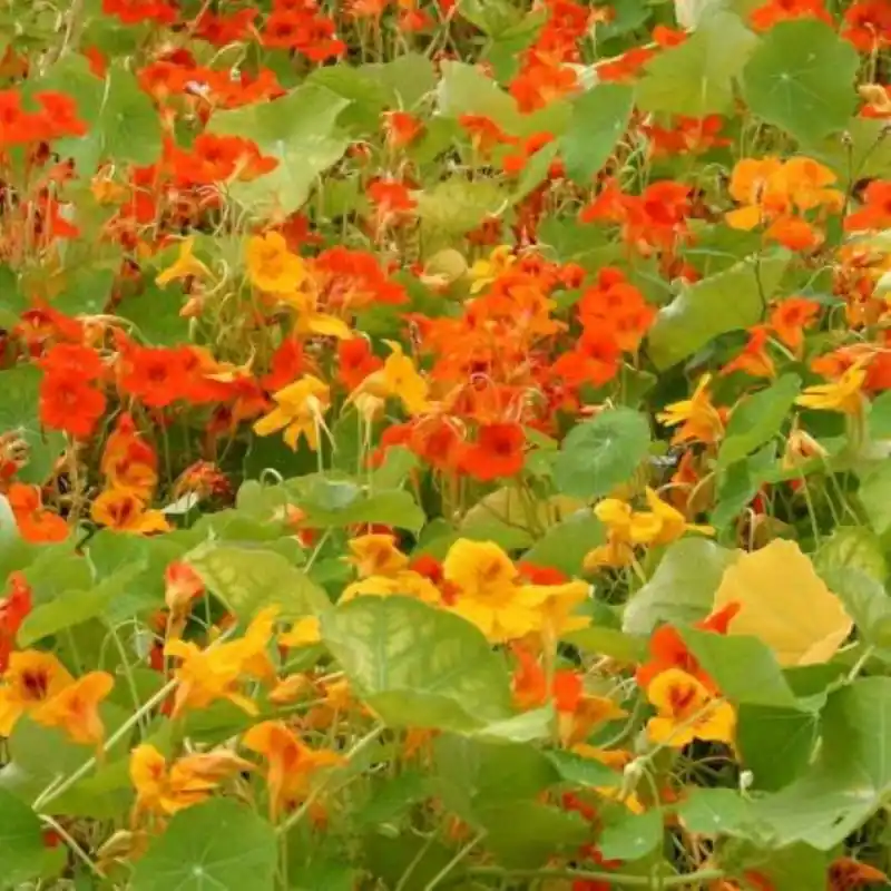 Laatste dagen - Tropaeolum majus Oost-Indische kers, rankend -zaden-