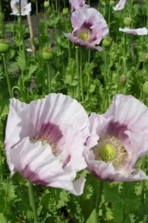 Zeer goed beoordeeld - Papaver somniferum Blauwmaanzaad -zaden-