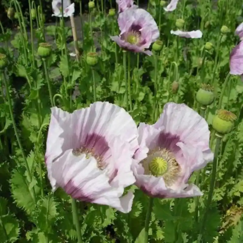 Zeer goed beoordeeld - Papaver somniferum Blauwmaanzaad -zaden-
