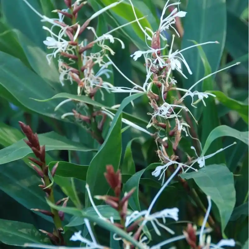 Favoriet van klanten - Hedychium villosum var. tenuiflorum