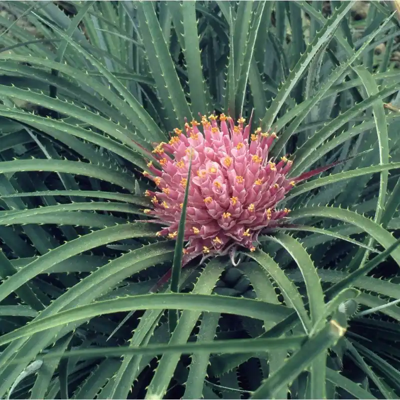 Ochagavia carnea - Aanrader