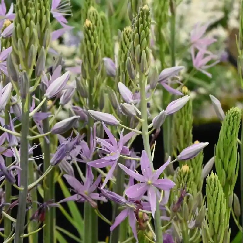 Camassia ‘Violet Candle‘ | Tijdelijke actie