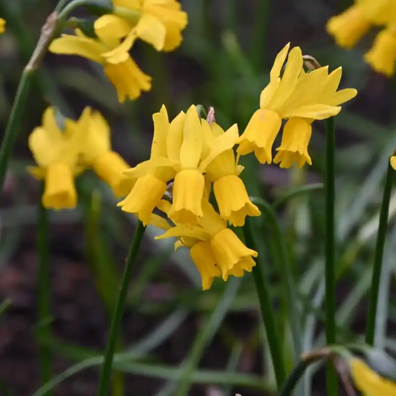 Prijs verlaagd | Narcissus ‘Little Emma‘