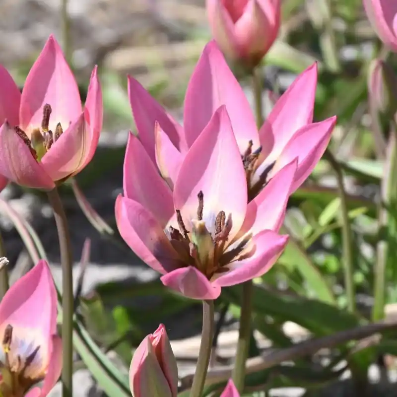 Tulipa ‘Garden of Clusius‘ - Shop nu