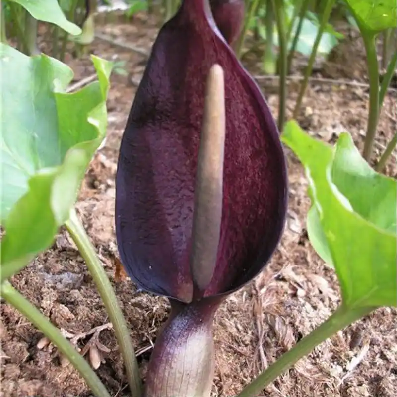 Arum elongatum - Online bestelbaar