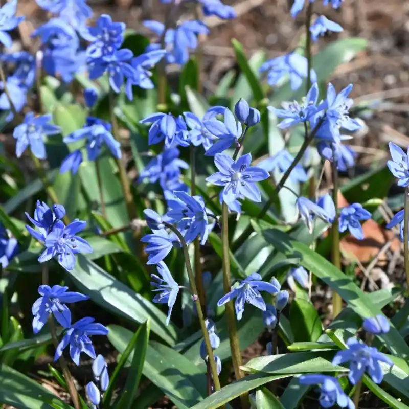Uitverkoop | Scilla melaina