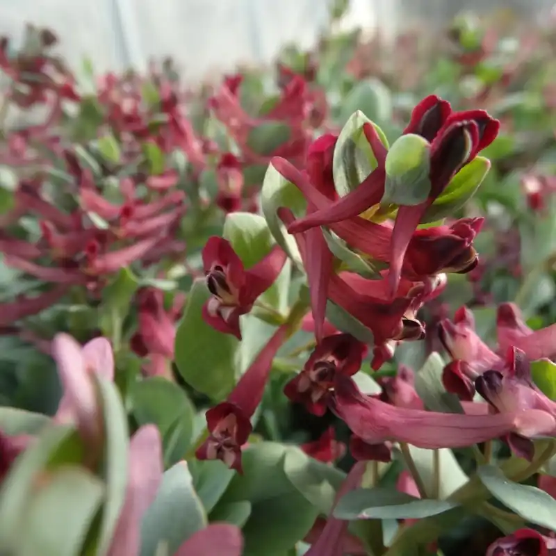 Fabrieksprijs - Corydalis kamelinii
