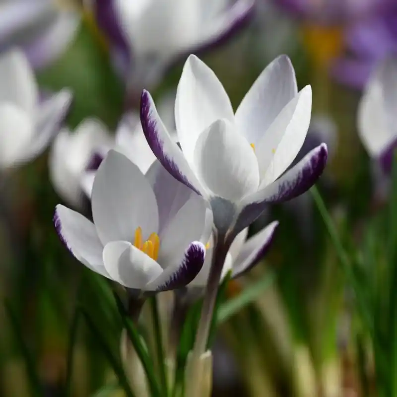 Bestel nu | Crocus alexandrii