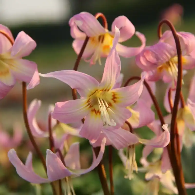 Koop vandaag | Erythronium x revolutum ‘Rosy Wing‘
