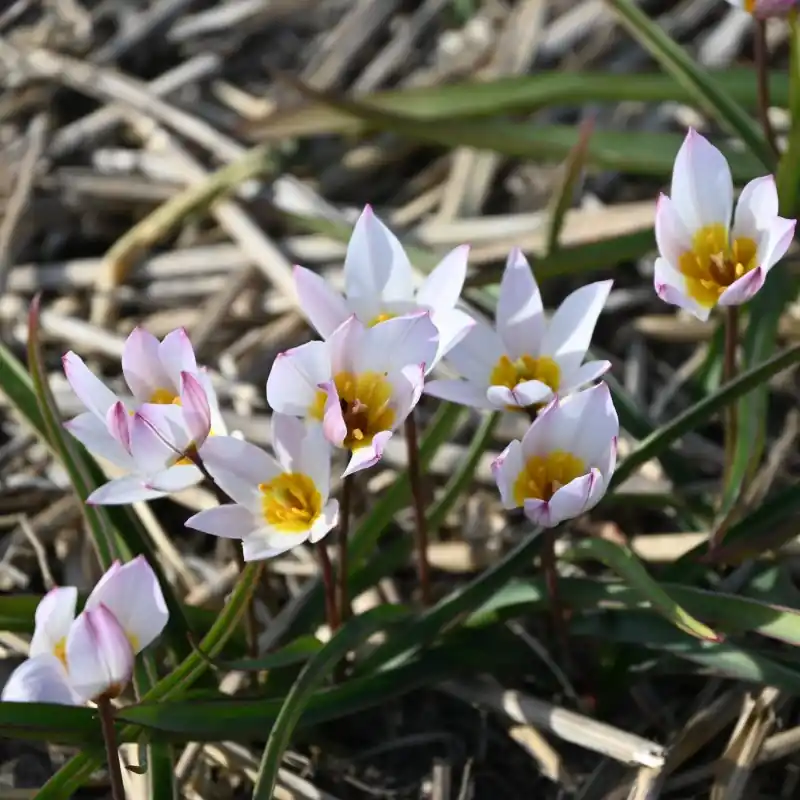 Tulipa cretica ‘Hilde‘ - Laatste stuks