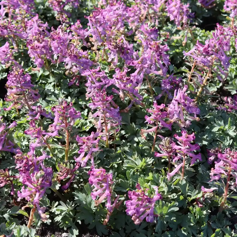 Corydalis pumila | Online bestellen