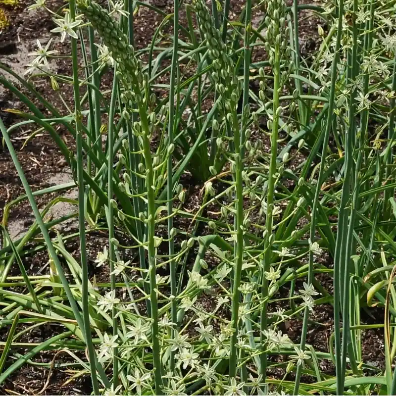 Ornithogalum pyrenaicum | Snelle verzending