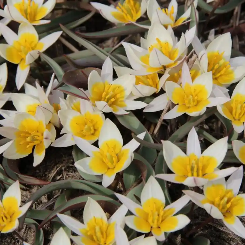 Tulipa subbiflora - Populair