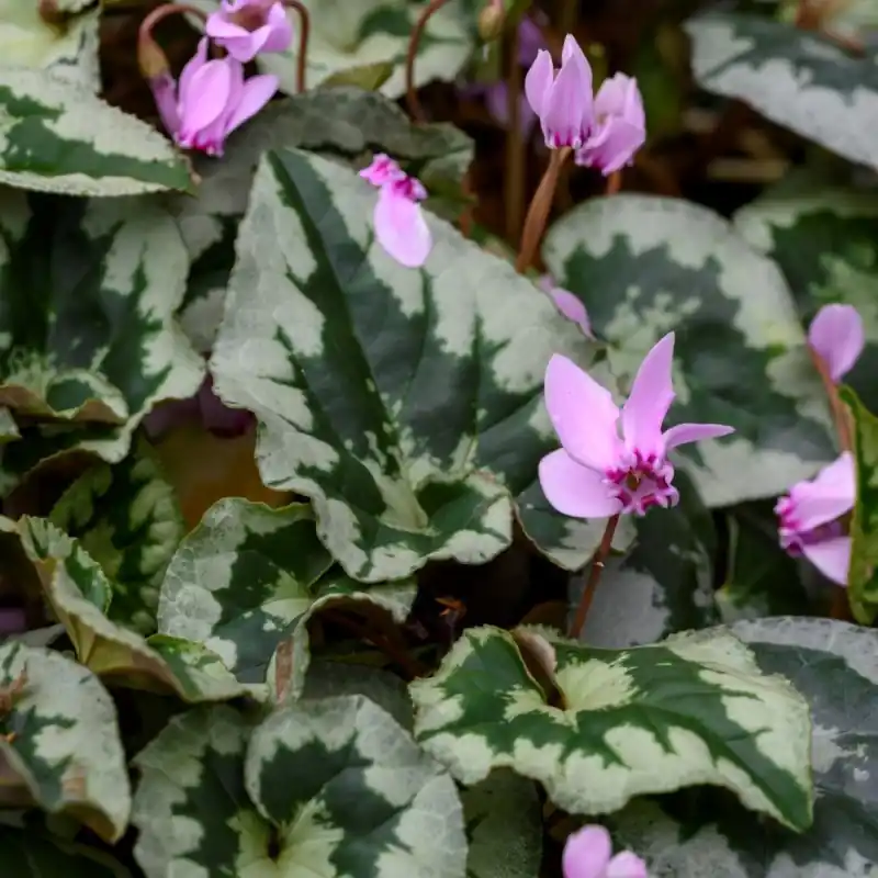 Mis het niet - Cyclamen hederifolium -Leaf type 1-