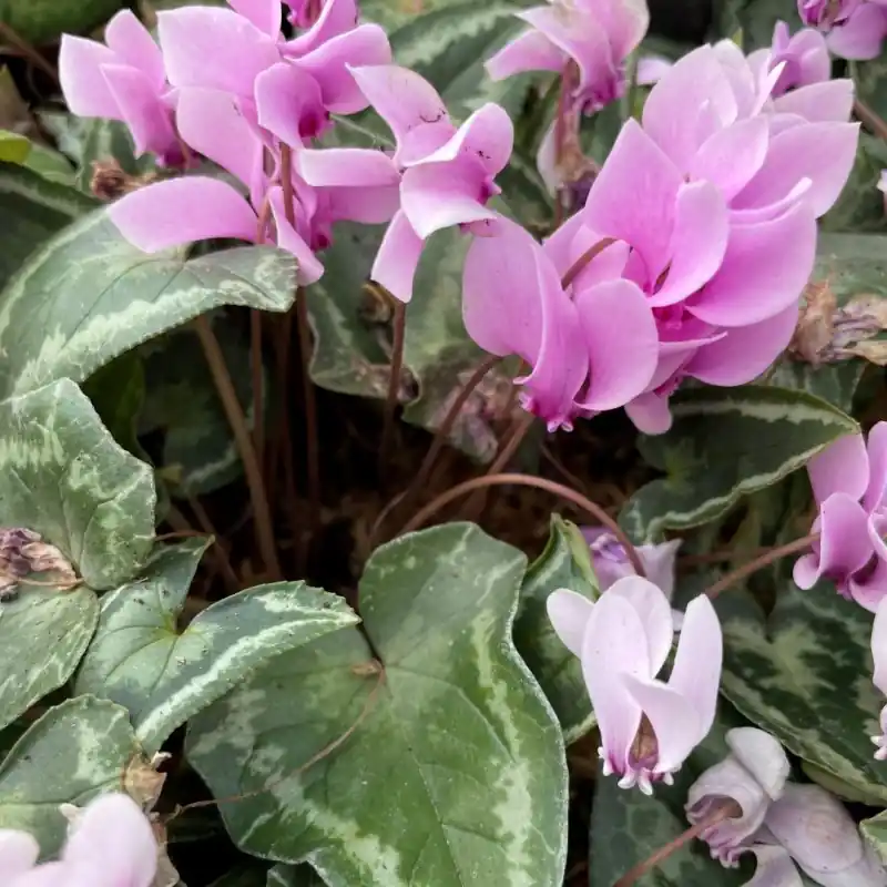 Cyclamen hederifolium -Leaf type 3 Pink-White- - Wees er snel bij