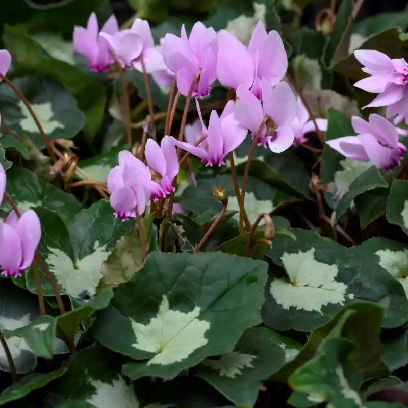 Cyclamen hederifolium -Leaf type 2- | Koopje