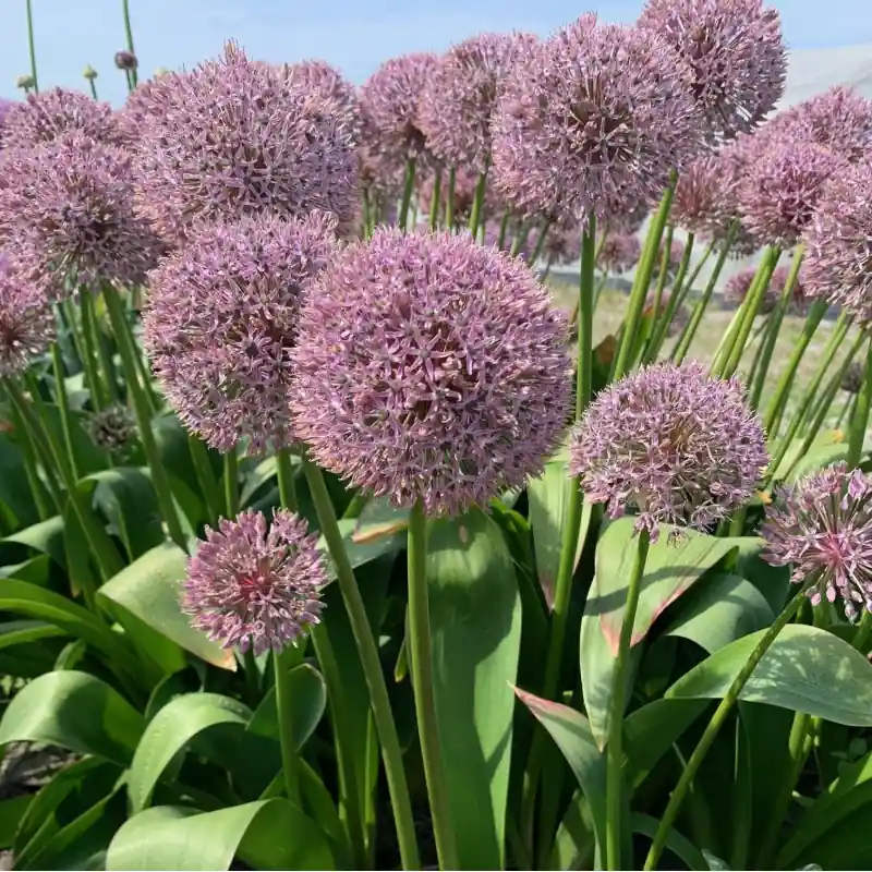 Allium ‘Lucky Balloons‘ | Net binnen