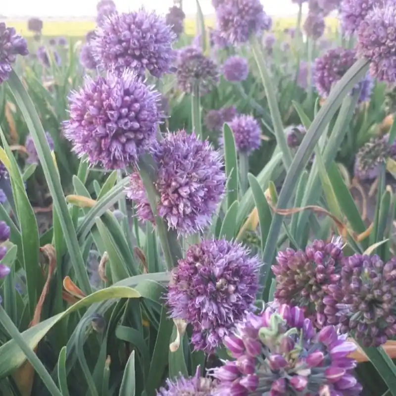 Allium spirale | Nog enkele stuks