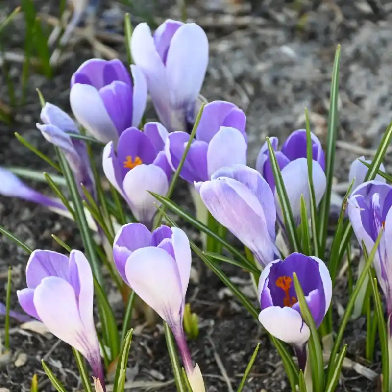 Veel voordeel - Crocus vernus ‘Whale Shark‘