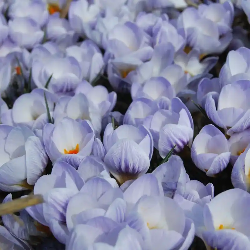 Bestseller | Crocus chrysanthus ‘Blue Marlin‘