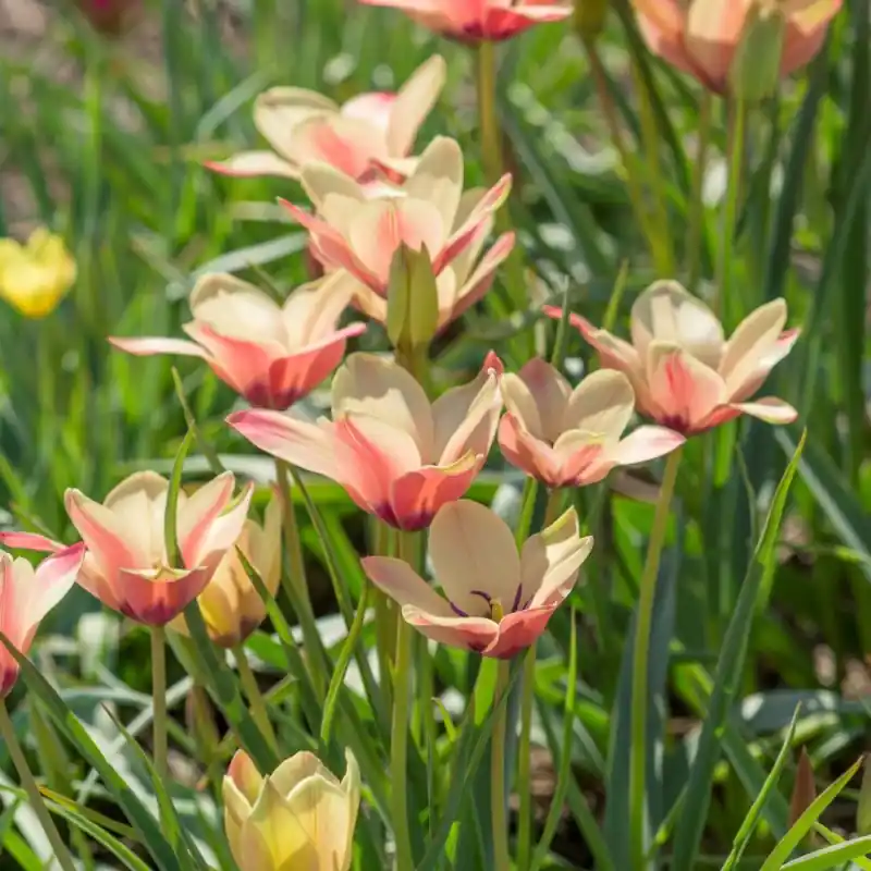 Tulipa clusiana ‘Annika‘ - Outlet