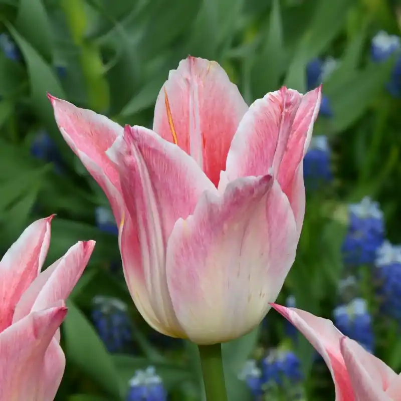 Tulipa ‘Ballade Lady‘ | Opruiming