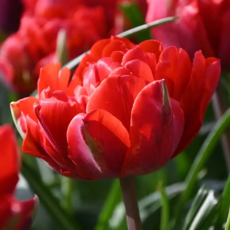 Direct bestellen - Tulipa ‘Red Princess‘