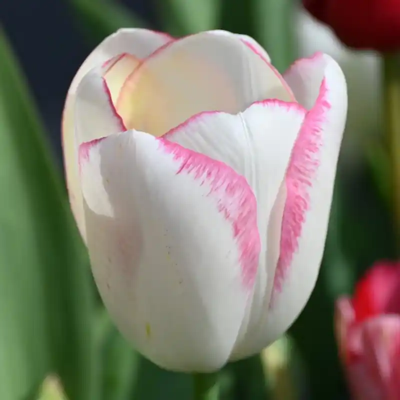 Tulipa ‘Graceland‘ - Topkwaliteit