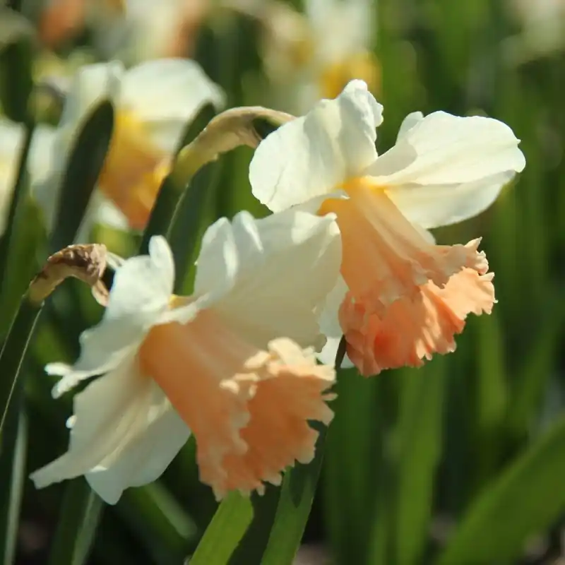 Narcissus ‘Pink Parasol‘ - Voeg toe aan winkelwagen