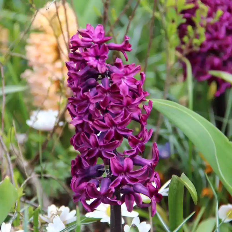 Fabrieksprijs | Hyacinthus orientalis ‘Woodstock‘